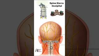 Spine Sierra Occipital  medical animation 3d short  BiologywithAliya [upl. by Riegel37]