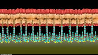 Introduction to Tethered Bilayer Lipid Membranes tBLMs [upl. by Yawnoc384]