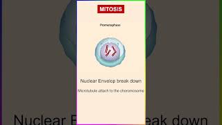 Mitosis cell division I stages of mitosis I shortsvideo youtubeshorts mitosis [upl. by Ziagos]