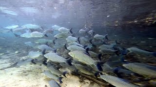 FLUTUAÇÃO NO RIO DA PRATA PEIXE CURIMBATÁ CURIMBA PROCHILODUS LINEATUS STREAKED PROCHILODUS [upl. by Eniamerej]