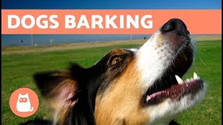 The Best Barking Dogs Compilation [upl. by Michaele]