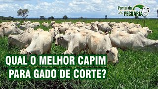 Qual o melhor capim para gado de corte [upl. by Filippo846]