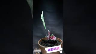 Caladiums growing time lapse [upl. by Gati]