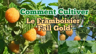 Comment Cultiver Le Framboisier Fall Gold Remontant [upl. by Macur]