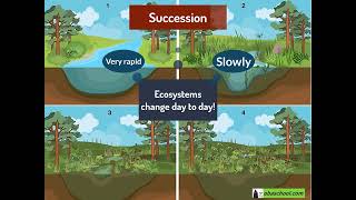 Populations in Ecosystems – 120 Succession – Succession amp Climax Community [upl. by Stefania980]