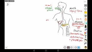 1 Lipid Digestion [upl. by Santiago]