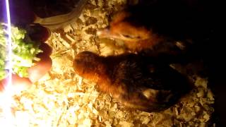 Fireback pheasant chicks [upl. by Dragon522]