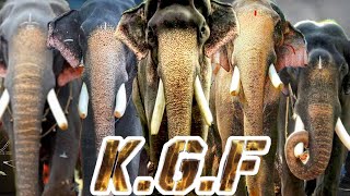 KERALA ELEPHANTS  KGF VERSION  MANGLAKUNNU KARNAN  PAMBADY RAJAN  THECHIKOTTU RAMACHANDRAN [upl. by Llerehs]