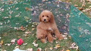 Micro Mini Goldendoodle Puppy Taz SD 480p [upl. by Canning]