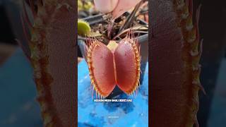 The Dark Truth About Venus Fly Traps science sciencefacts [upl. by Armbrecht]