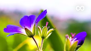 Morning Relaxing Music  Positive Piano Music for Stress Relief Study Music Angeline [upl. by Akcirederf723]