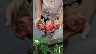 Harvested dragonfruits today harvest anushascorner shortsfeed fruit viralvideos homegarden [upl. by Nolubez]