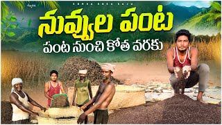 Sesame seeds crop harvesting  నువ్వులు పంట గిరిజనుల సహజసిద్ధమైన పంట  నువ్వులు ఉపయోగాలు [upl. by Hamford829]