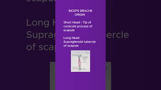 The biceps brachii muscle shortsvideo [upl. by Simdars200]