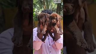 Chocolate labrador female puppies for sale shorts short trending lab [upl. by Manara272]