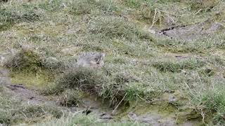 Water Pipit nearing summer plumage Lancashire April 2019 [upl. by Iphlgenia]