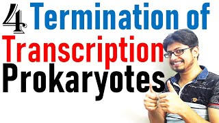 Transcription termination in prokaryotes  Prokaryotic transcription lecture 4 [upl. by Lavena]