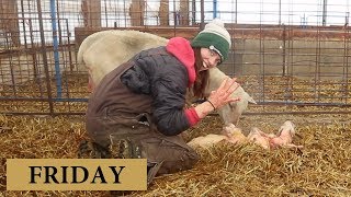 7 Days of Lambing FRIDAY Vlog 132 [upl. by Irafat]