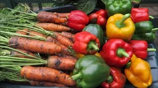 Harvesting Carrots Leeks Celery Peppers Setting Onions [upl. by Kcirdla]