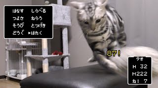 運動会で執拗にライバルを狙う子猫【アメリカンショートヘア】 [upl. by Haskell653]