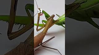 Mantis vs Mantis Epic Battle mantis [upl. by Sseb]