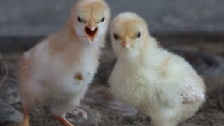 Angry Baby Chicks Chirping Sounds [upl. by Pizor]