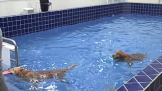 Pet Depot Dog Pool Timonium MD [upl. by Effie]