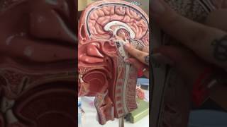 Diencephalon Anatomisi [upl. by Temme]