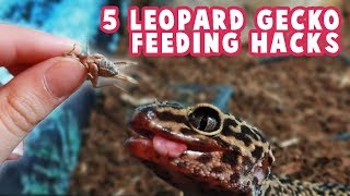 Leopard Gecko Feeding Hacks  Dusting Handfeeding Feeder Insects Sizes amp More [upl. by Ahsekram510]