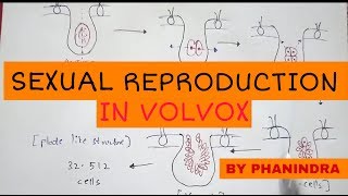 Sexual reproduction in Volvox By Phanindra guptha [upl. by Olen]