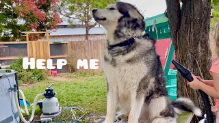 Giant Malamute Cried The Whole Time But He Lived [upl. by Gladis889]