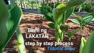 Paano gumawa ng binhi ng LAKATAN gamit ang subwal o sucker step by steptutorial and tips [upl. by Descombes]