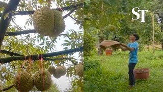 Raining durians Workers harvest the king of fruits in Chanthaburi Thailand [upl. by Acirrej403]