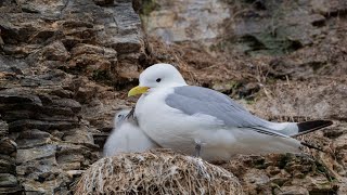 Kittiwake colony  Ekkerøy Norway [upl. by Ahtelahs]