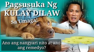 VOMITING DOG  PAGSUSUKA NG KULAY DILAW SA UMAGA  Home Remedy [upl. by Milde]