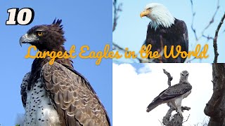 10 Largest Eagles in the World  Top 5 Discoveries [upl. by Ydrah]