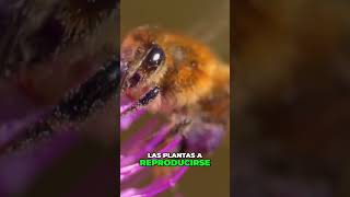 🐝Salva a las Abejas La Clave de Nuestro Futuro🐝 [upl. by Aokek]