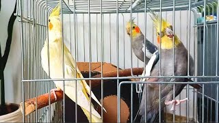 If you have a male cockatielthis video is for you😉😄 [upl. by Bryanty174]