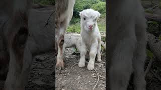 The bleating lamb just born Original video Lamb Cute pet Cute [upl. by Roderic]