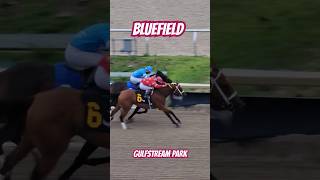 Bluefield reaches the wire first in race 6 GulfstreamPark [upl. by Ahsart]