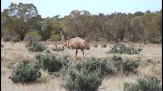 Chasing Emus [upl. by Knapp]