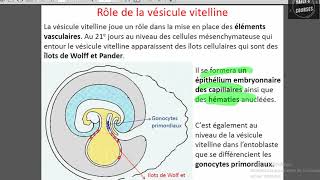 vesicule vitelline et diverticule allontoidien [upl. by Waverly763]