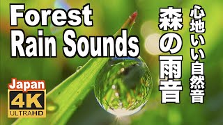 4K 雨の音（梅雨）雨の森 雨音 Forest Rainy Piano amp Rain Sounds Relaxing rainy season リラックス 自然音 リラクゼーション Healing [upl. by Almat]