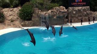 Loro Parque Dolphins Show  Tenerife 2019  FullHD [upl. by Loftis110]