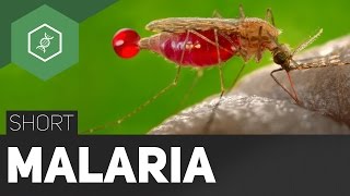 Was ist Malaria [upl. by Nylahs]