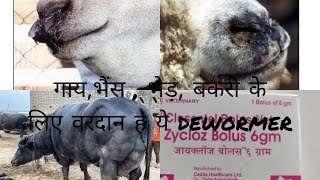 closantel Bolusoral Vet कब और कैसे करें उपयोग। closantelbolusvet closantelusehindi sheepgoat [upl. by Enitsirc]