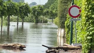 200524 Hochwasser am Rhein [upl. by Reichert]