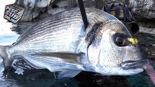 PESCA SUB  Orata Gigante e Polpi nel sottocosta Pesca subacquea in SICILIA  SPEARFISHING 2021 [upl. by Annaig]