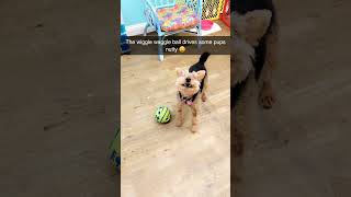 doggy daycare happy dogs wiggle waggle ball new toy play time [upl. by Quincy]