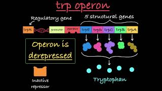 The trp Operon Explained [upl. by Lemra]